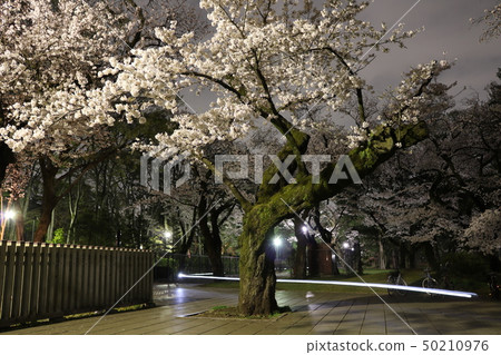 在小金井公園盛開的夜櫻花 50210976