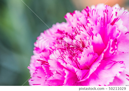Carnation Pink 50211029