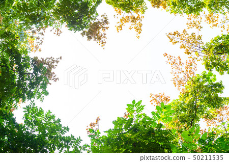 Top view with tree branch and blue sky Top view with tree branch and blue sky 50211535