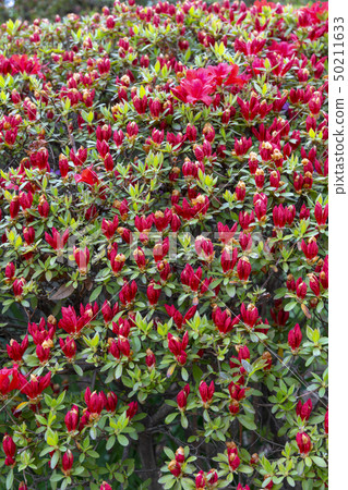 Bongseori Cathedral, Asan City, Chungnam 50211633