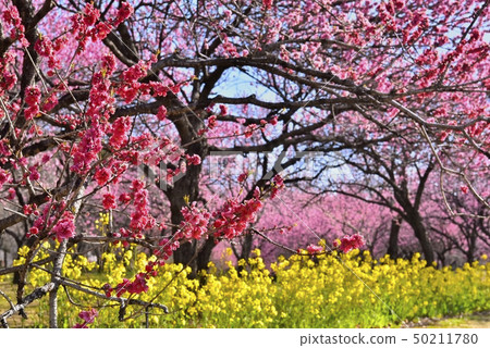 Furukawa Kokata公園開花的花桃子森林和強姦開花 50211780