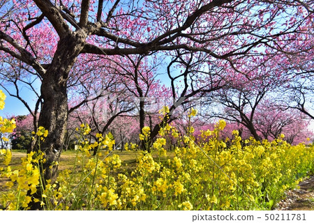 Furukawa Kokata公園開花的花桃子森林和強姦開花 50211781