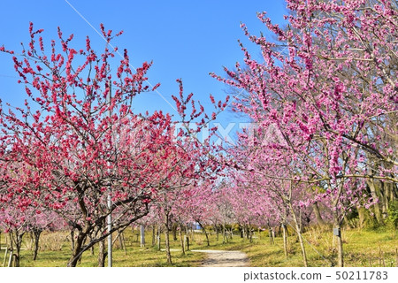Furukawa Kokata公園花開花的花桃子森林 50211783