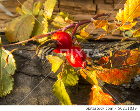Flowers and berries wild-rose Flowers and berries wild-rose 50211839