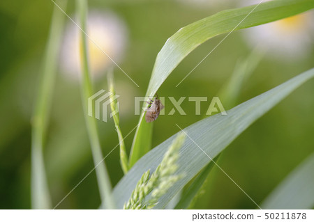 Tobairotsunosemi Tobairotsunosemi 50211878