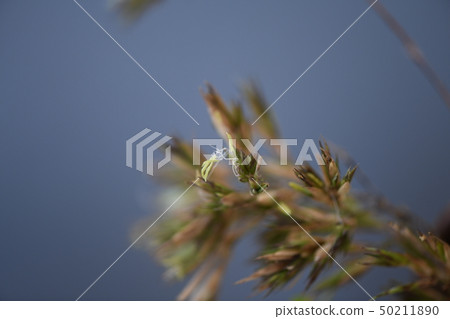 不尋常的竹花 不尋常的竹花 50211890