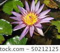 Lotus in the garden 50212125