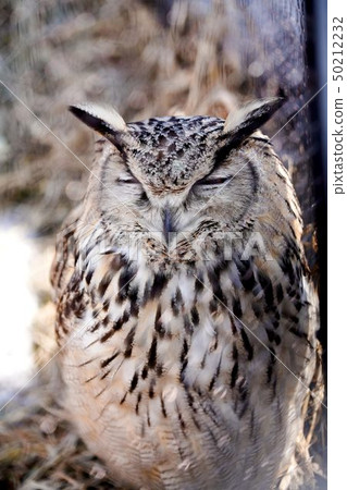 Washimi owl旭川市旭山動物園 50212232