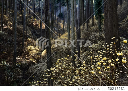 Morning light on flowering mitsumata flock of Mogi-cho Yorimoriyama 50212281