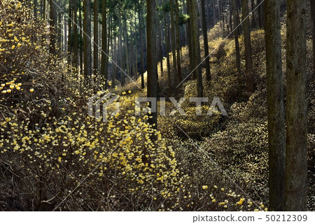 Flowering mitsumata flock of Mogi-cho Yorimoriyama Flowering mitsumata flock of Mogi-cho Yorimoriyama 50212309