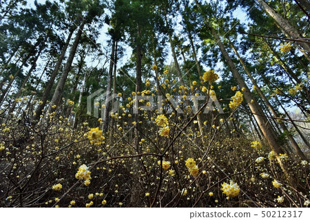 Flowering mitsumata flock of Mogi-cho Yorimoriyama 50212317