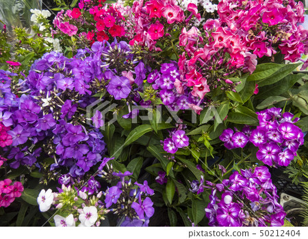 flower、nature、floral、narcissus、Crocus、iris、muskari flower、nature、floral、narcissus、Crocus、iris、muskari 50212404