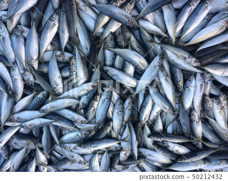 many fresh fish in market many fresh fish in market 50212432
