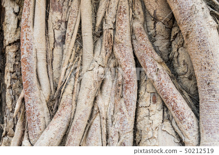 Old Tree Roots Background Old Tree Roots Background 50212519