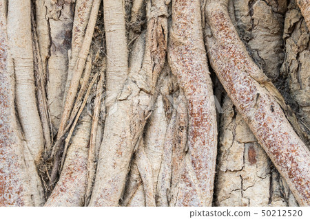Old Tree Roots Background Zoom View 50212520