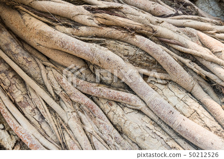 Crosswise Old Tree Roots Background Wide Angle 50212526