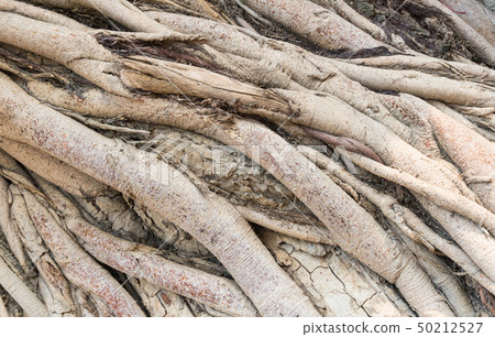 Crosswise Old Tree Roots Background 50212527