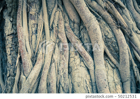 Vintage Old Tree Roots Background Wide Angle View Vintage Old Tree Roots Background Wide Angle View 50212531