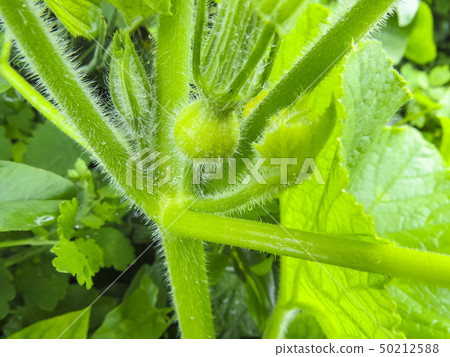 Pumpkin in garden 50212588