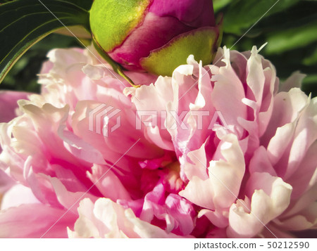 Peony flower in garden Peony flower in garden 50212590
