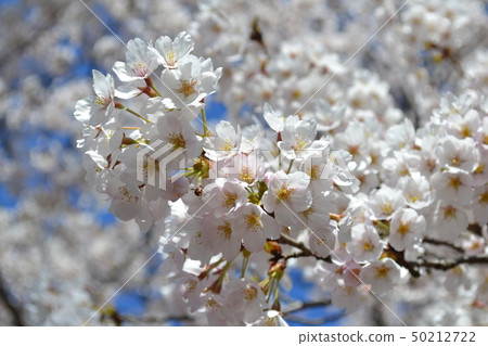 Cherry tree in full bloom Cherry tree in full bloom 50212722