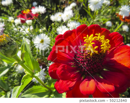 Zinnia flower in garden 50212840