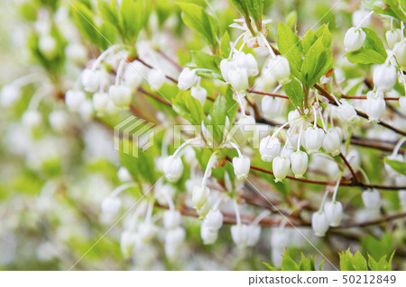 白花 白花 50212849
