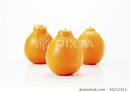 Mineola Orange Orange Mineola Orange Orange 50212851