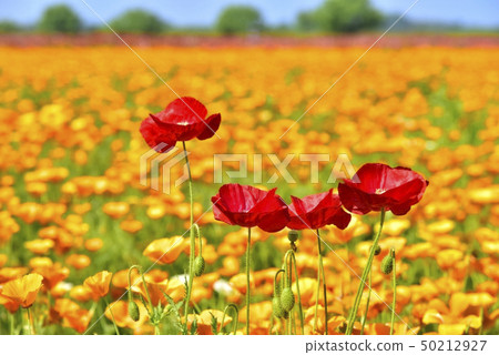 Konosu City Arakawa River Bedside Flowers Konosu City Arakawa River Bedside Flowers 50212927