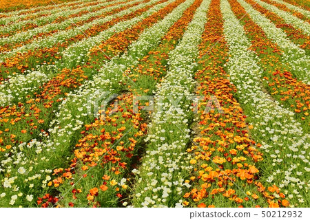 Konosu City Arakawa River Bedside Flowers Konosu City Arakawa River Bedside Flowers 50212932