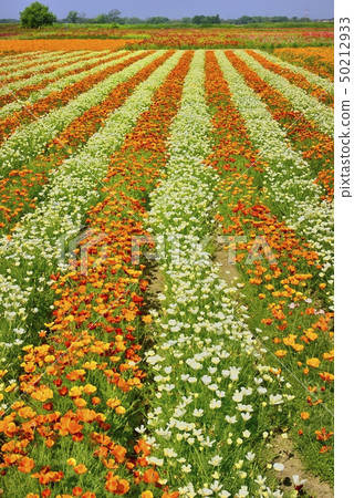 Konosu City Arakawa River Bedside Flowers Konosu City Arakawa River Bedside Flowers 50212933