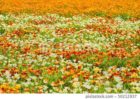 Konosu市Arakawa河床邊花 50212937