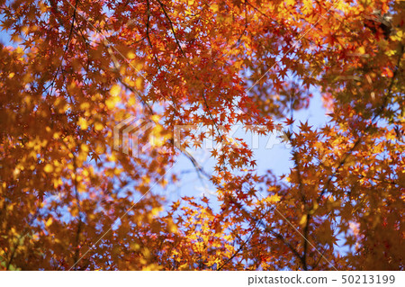 The beautiful nature Autumn background in Japan  50213199