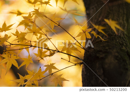 The beautiful nature Autumn background in Japan  50213200