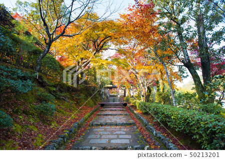 The beautiful nature Autumn background in Japan 50213201