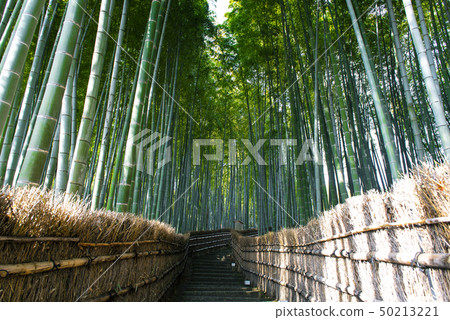 Arashiyama bamboo grove forest in Kyoto, Japan  50213221