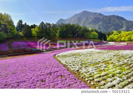 Shizakura Hill and Mt. Shizakura Hill and Mt. 50213321