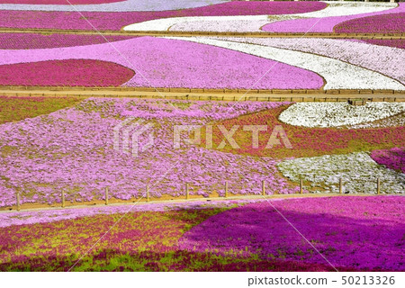 秩父Yuriyama公園的Shiba-sakura山的Shiba-sakura 50213326