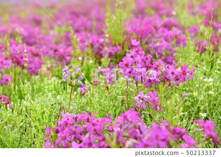 Shizakura和Hakukenosa在Chichibu Yuriyama Park的Shizakura山上午抵達 50213337