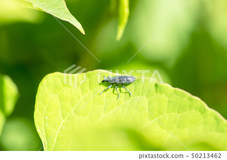 Hathi bonito weevil 50213462