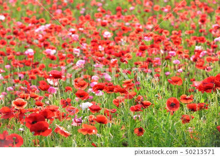 Poppy field in the sky of Ayanokuni contact ranch 50213571