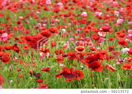 Poppy field in the sky of Ayanokuni contact ranch 50213572