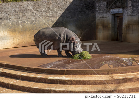 Higashiyama Zoo / Hippo 50213731