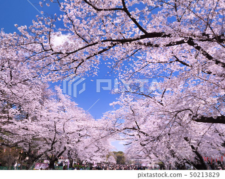 櫻花樹在上野公園 櫻花樹在上野公園 50213829