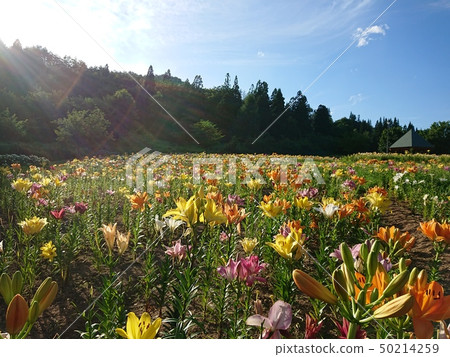 Lilies in full bloom Lilies in full bloom 50214259