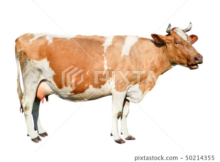 ?ow full length isolated on white background. ?ow full length isolated on white background. 50214355