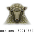 A sheep 50214584