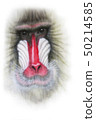 monkey 50214585