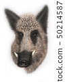 boar  50214587