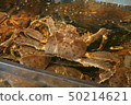 crab  50214621